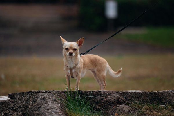 Accessoire pour chien et chat : comment choisir pour le bien-être de son animal ?