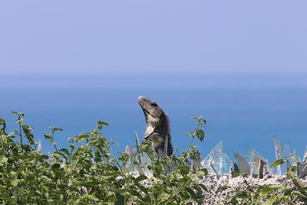 Comment reconnaître les signes de déshydratation chez un iguane bleu et quelles mesures prendre?