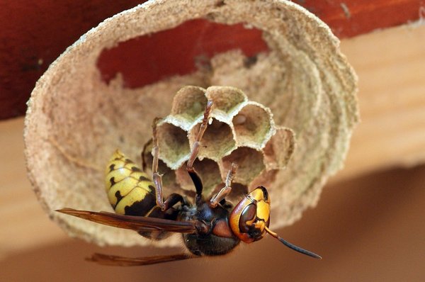 Optimisez votre lutte contre le frelon avec ces pièges efficaces